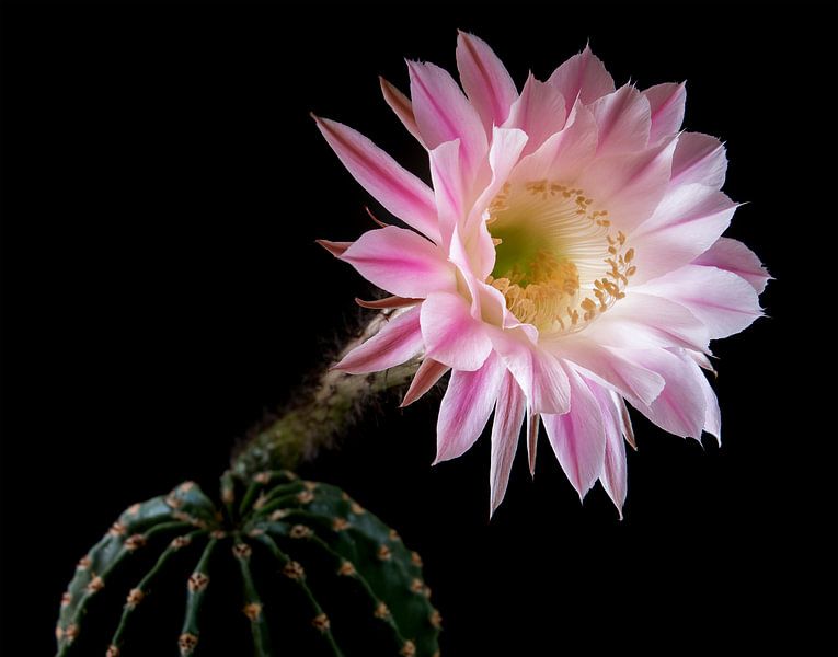 Cactus in bloei van Studio Mirabelle