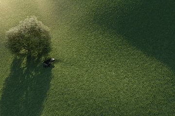 Aerial view of an oak next to wings by Besa Art