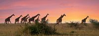 Giraffe (Giraffa camelopardalis), Murchison Falls National Park, Uganda