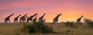 Giraffe (Giraffa camelopardalis), Murchison Falls National Park, Uganda von Alexander Ludwig