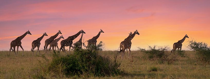 Girafe (Giraffa camelopardalis), parc national de Murchison Falls, Ouganda. par Alexander Ludwig