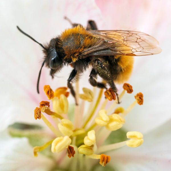 Biene in Blüte von Flatfield