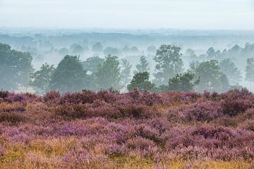 Layered heath landscape in the mist by Ate de Vries