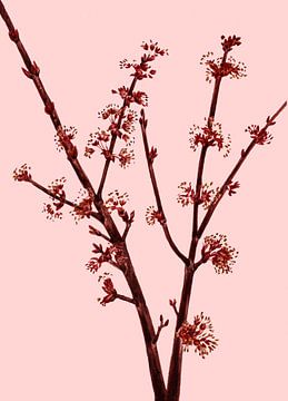Romantic Cherry Branch by Mad Dog Art
