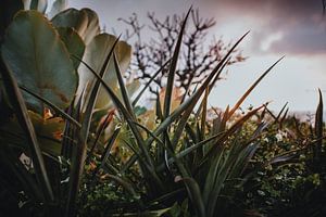 Colors of mother nature van Marscha van Druuten