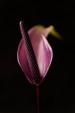 Stilleven van een boem (Anthurium)