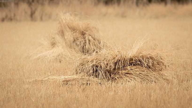 Weizengarben auf einem goldenen Feld von gemähtem Grane von Michel Seelen