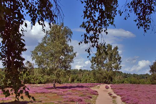 heidewandeling
