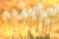 snowdrops by Ria Bloemendaal thumbnail