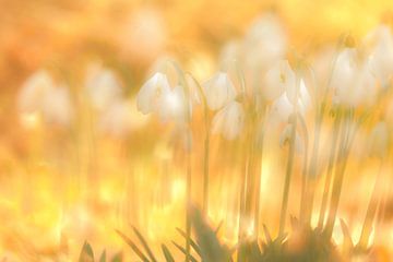 Schneeglöckchen von Ria Bloemendaal