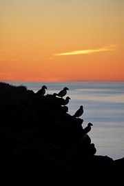 Papageientaucher in der Mitternachtssonne von Elisa in Iceland
