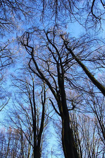 forrest in winter light by Olaf Franke
