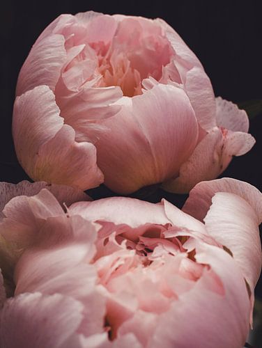 peonies