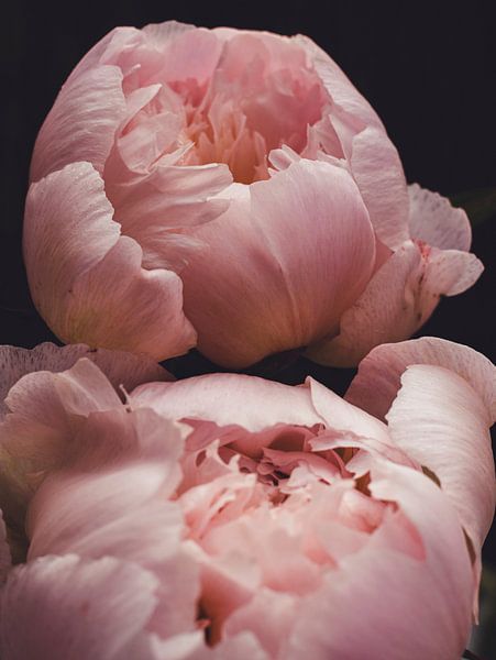 peonies by Jasper Nieuwenhuizen