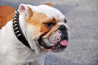 Englisch Bulldog Porträt