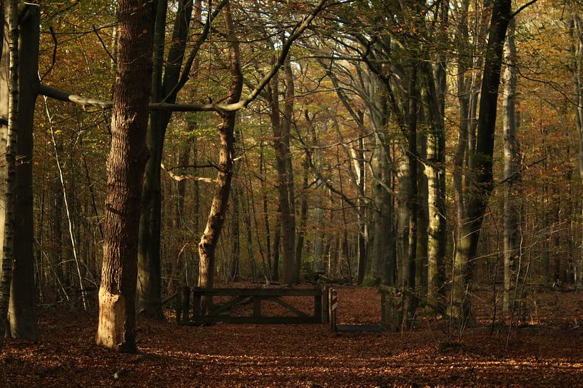 Autumn colors. by Jayne Wilby