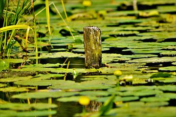 Stuk uit het water tussen de lelies by David van Coowijk