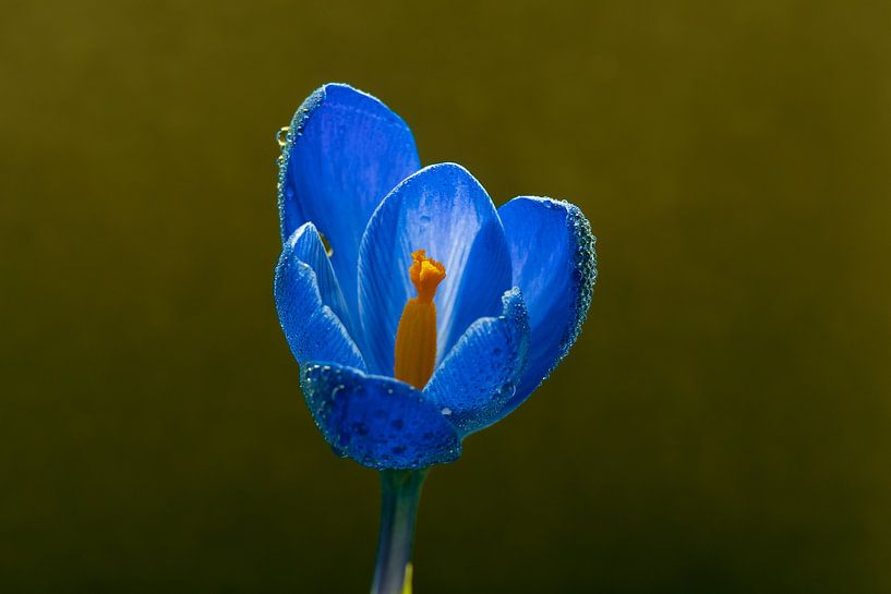Stilleben mit einem Krokus von Jolanda de Jong-Jansen