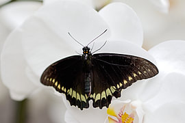 Battus polydamas is a butterfly belonging to the page family
