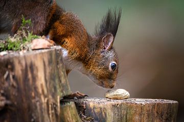 Squirrel by Andy van der Steen - Fotografie