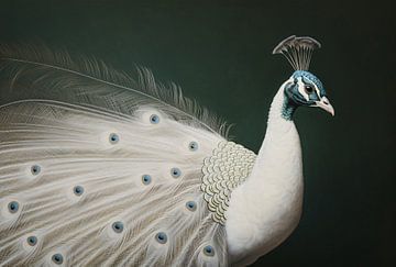 White peacock portrait