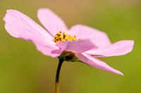 Bloem