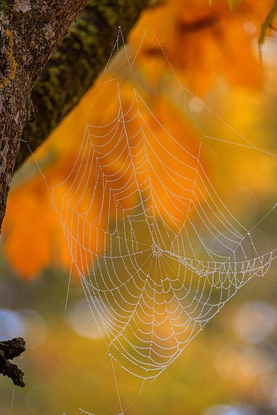 Herfst parelketting van Photoart-Naegele