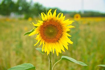 Zonnebloem individueel afgebeeld op een zonnebloemveld van Martin Köbsch