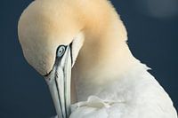 Northern Gannet