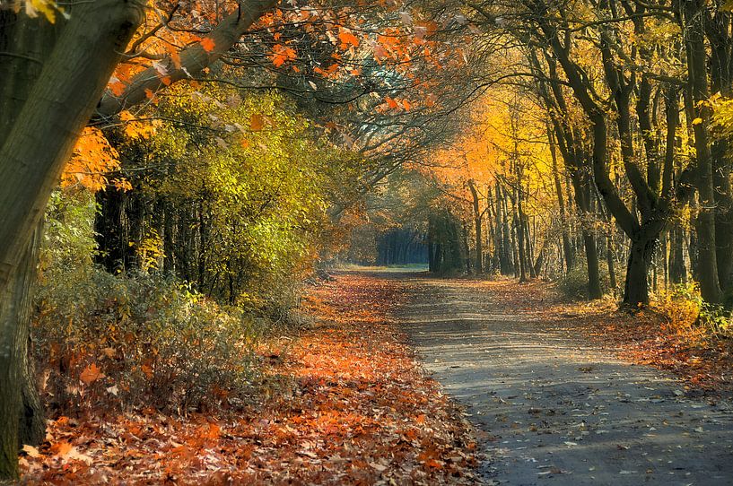 Herfstbos 2 von Anouschka Hendriks