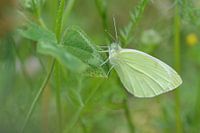 vlinder in het groen
