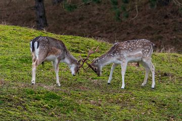 Young Fallow Deer practice on each other by Merijn Loch