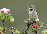 Grasmus tussen appelbloesem