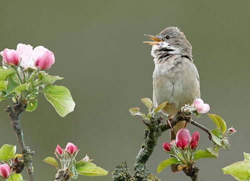 Grasmus tussen appelbloesem