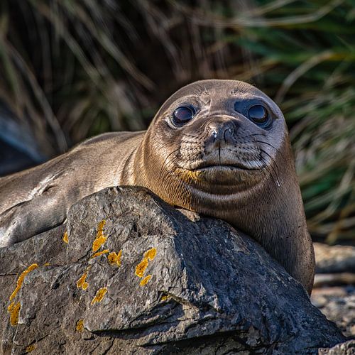 Zeeolifant pup op South Georgia