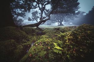 Madeira Fanal laurel forest by Jean Claude Castor