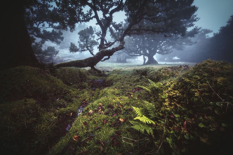 Madeira Laurierwoud voor het Kanaal van Jean Claude Castor