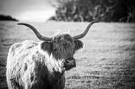 Highland Cow van Mark Thurman thumbnail