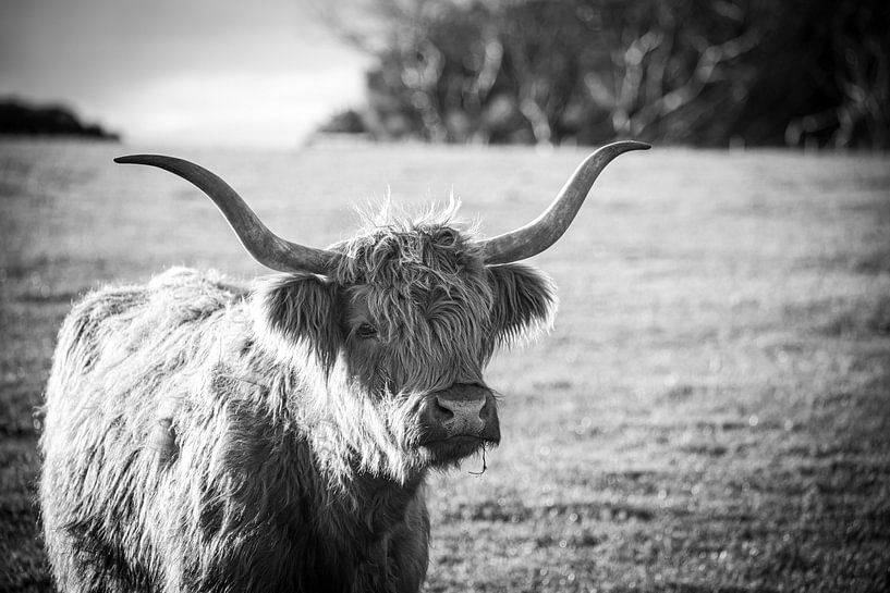 Highland Cow van Mark Thurman