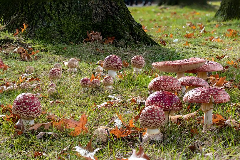 Ein Hexenring aus Fliegenpilz. von Els Oomis