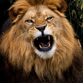 Lion africain rugissant sur Simone Rijnders