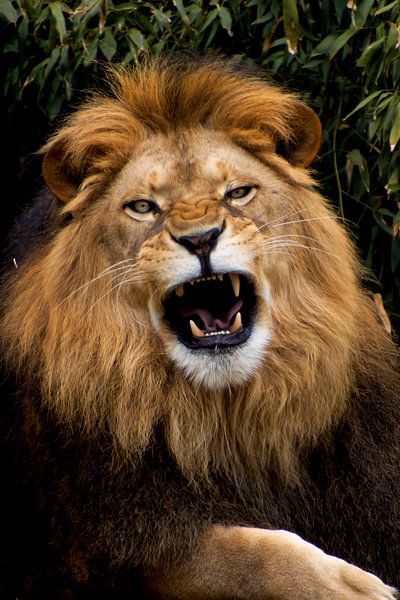 Lion africain rugissant par Simone Rijnders