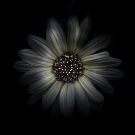 Backyard Flowers No 27 Color Version by The Learning Curve Photography