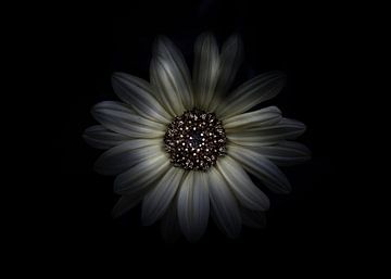 Backyard Flowers No 27 Color Version by The Learning Curve Photography