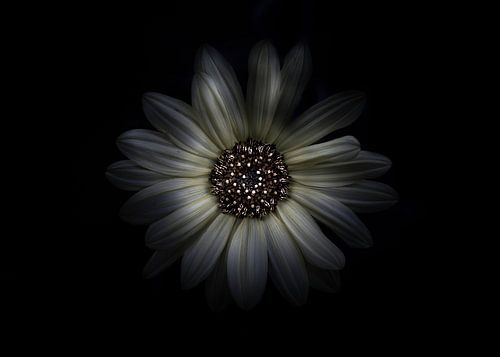 Backyard Flowers No 27 Color Version by The Learning Curve Photography