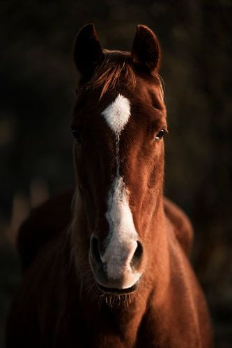 Paard In de Schaduw van het Licht  Portret van een Pony in Warm Licht