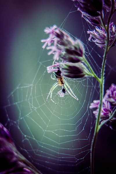 Araignée dans la toile par Karina Moersch