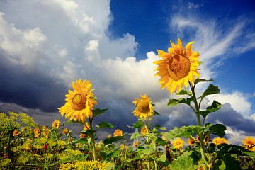 zonnebloemen ( sunflowers)  sur Els Fonteine