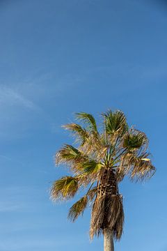 Palmboon in de zon I Spanje Valencia van Lydia