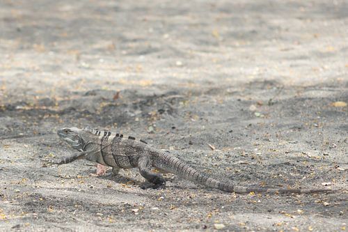 Zwarte leguaan - Costa Rica